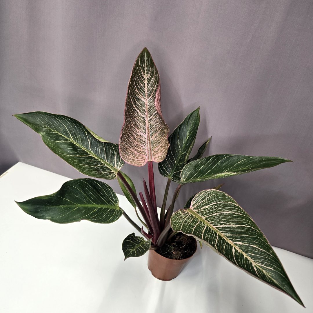 Philodendron 'Birkin Pink' 12/45