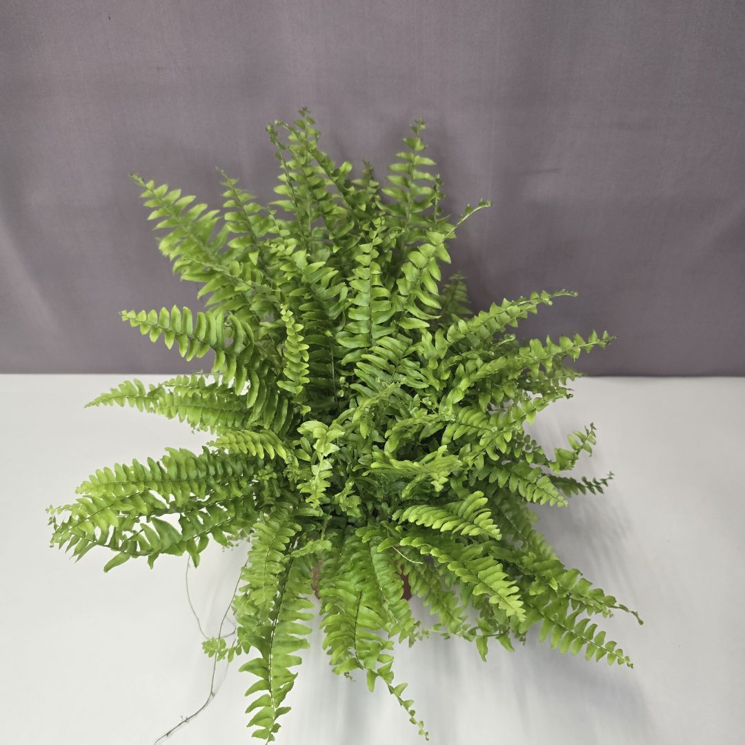 Nephrolepis ‘Green Lady’ 12/30