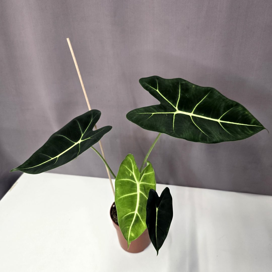 Alocasia micholitziana 'Frydek' 12/30