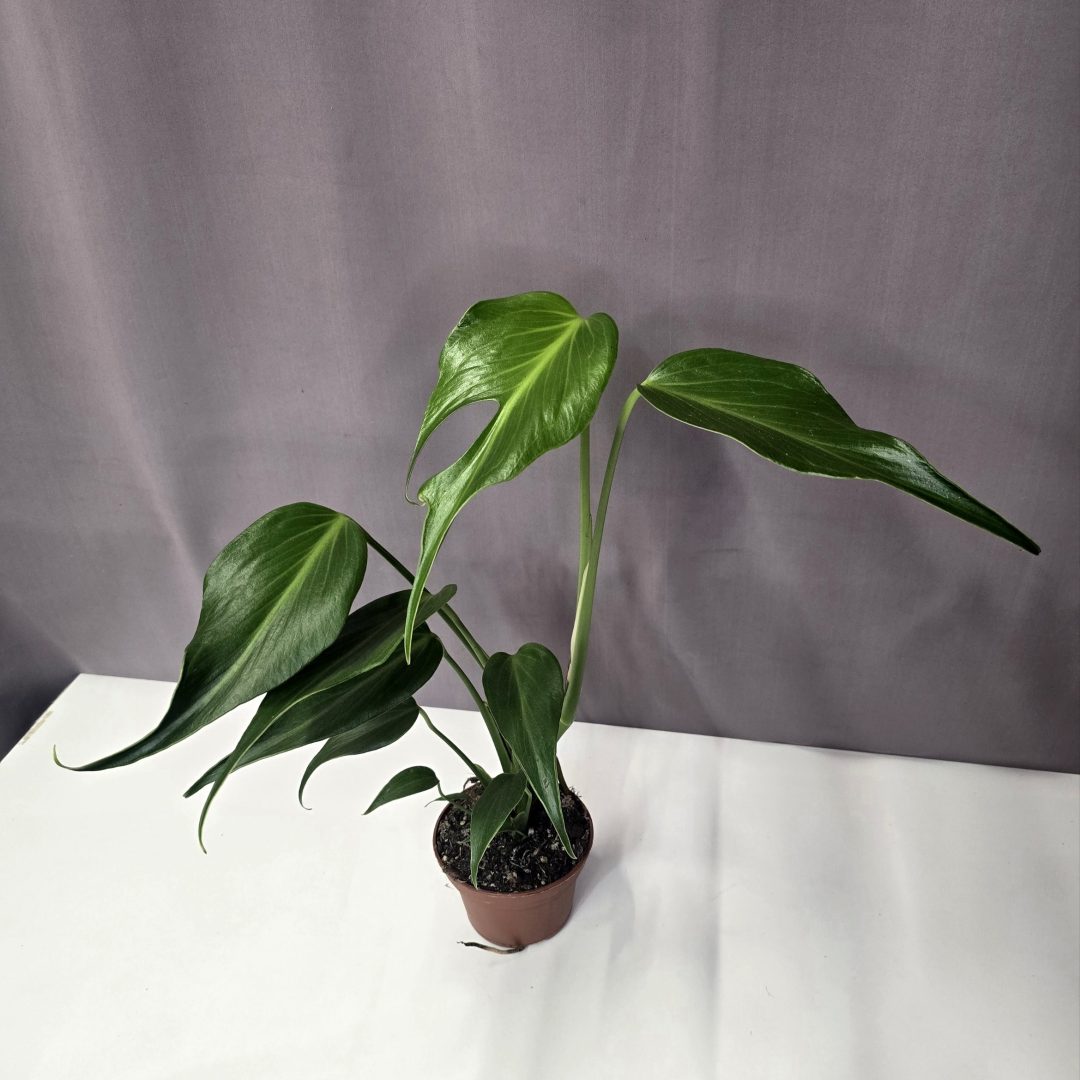 Monstera 'Burle Marx Flame' 12/40