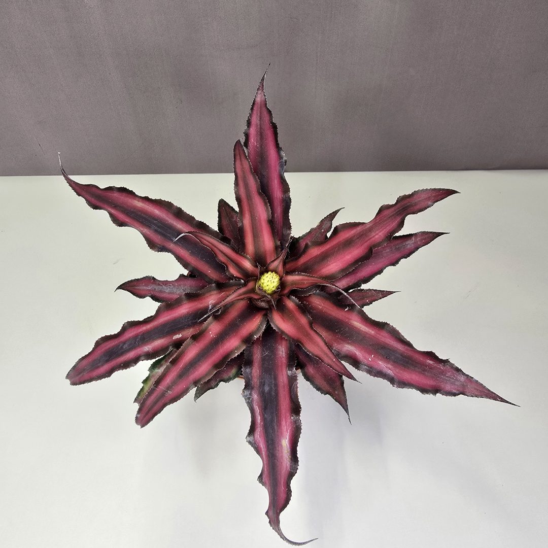 Cryptanthus bivittatus 'Red Star' 9/15