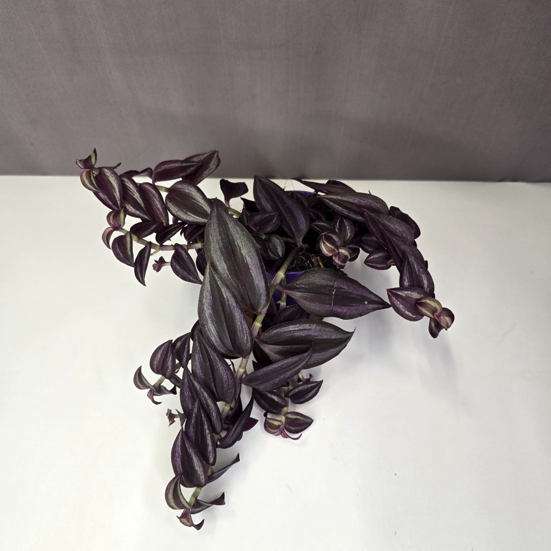 Tradescantia zebrina 7/10