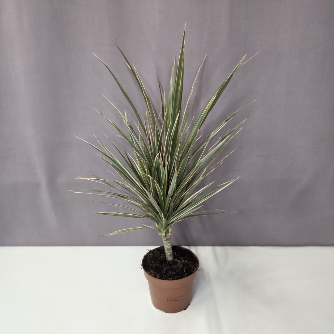 Dracaena bicolor 12/40