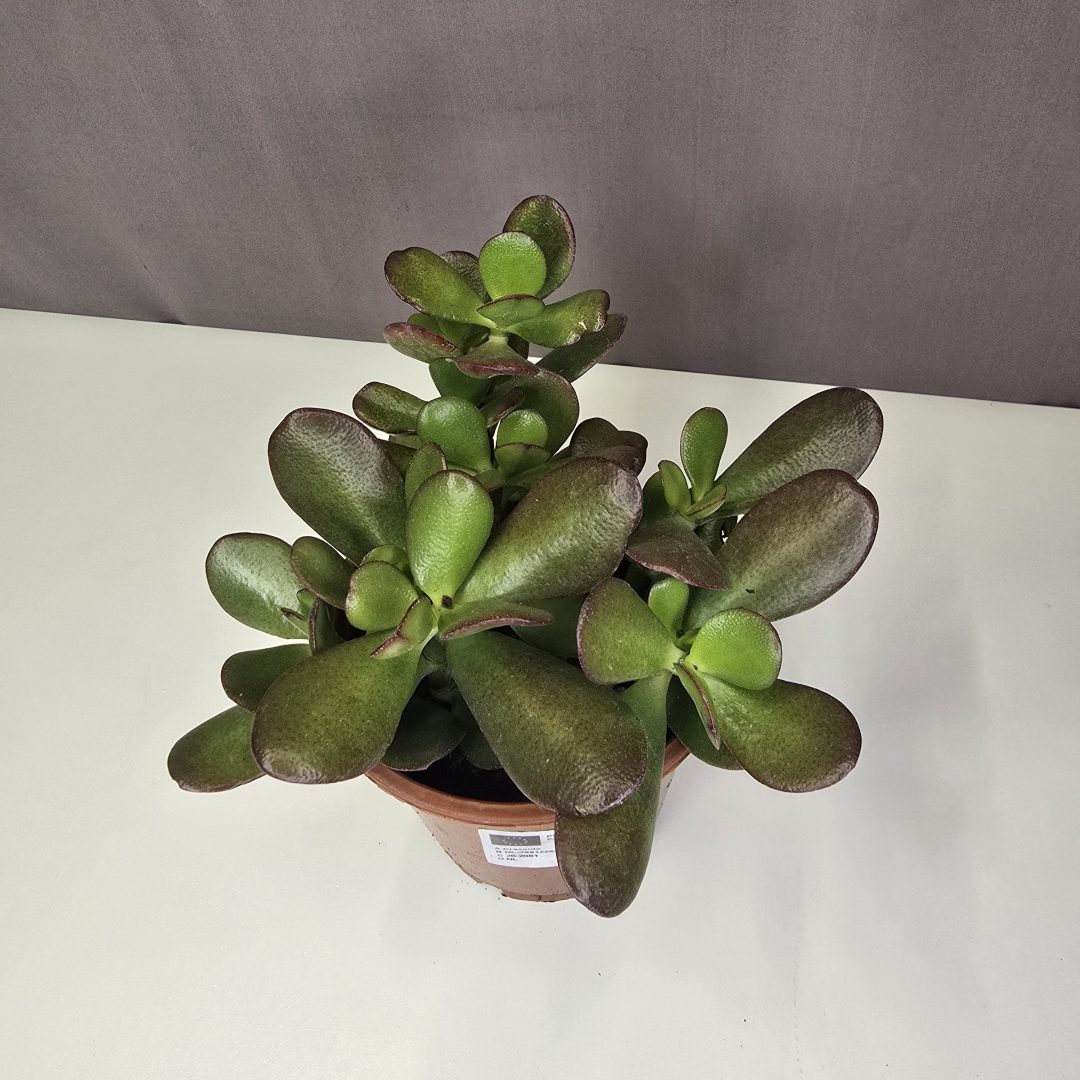 Crassula 'Sunset' 12/15