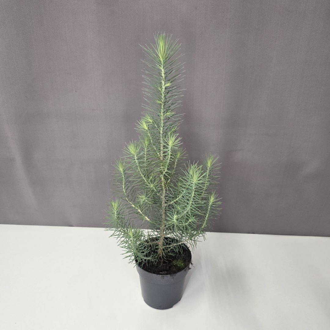 Pinus Pinea - Mandulafenyő 11/30