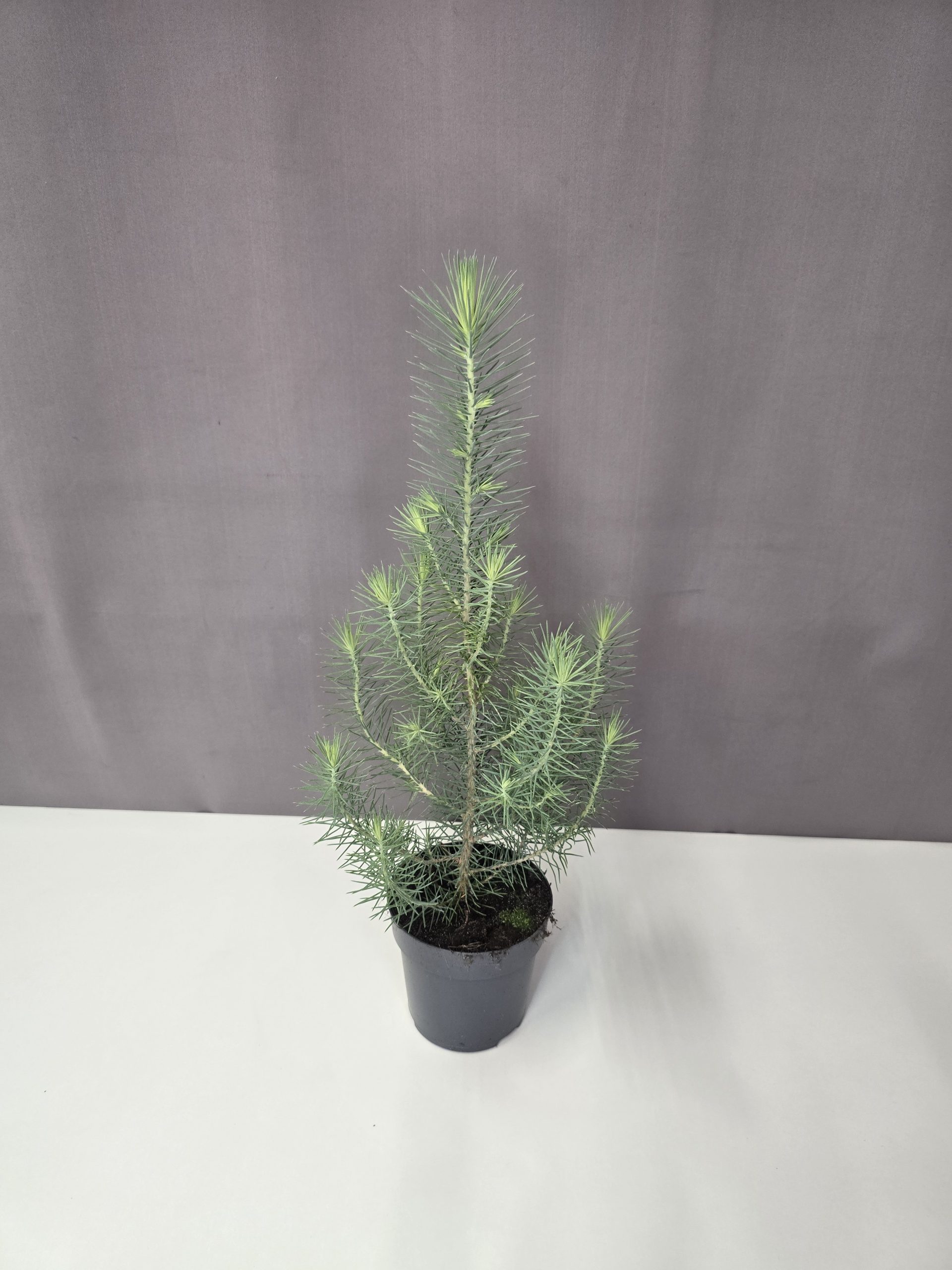 Pinus Pinea – Mandulafenyő 11/30
