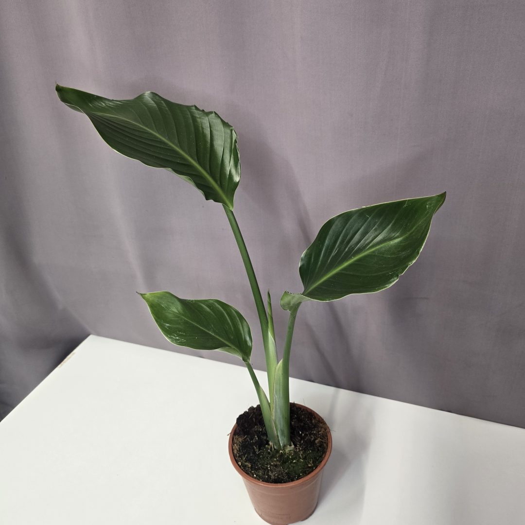 Strelitzia nicolai 14/50
