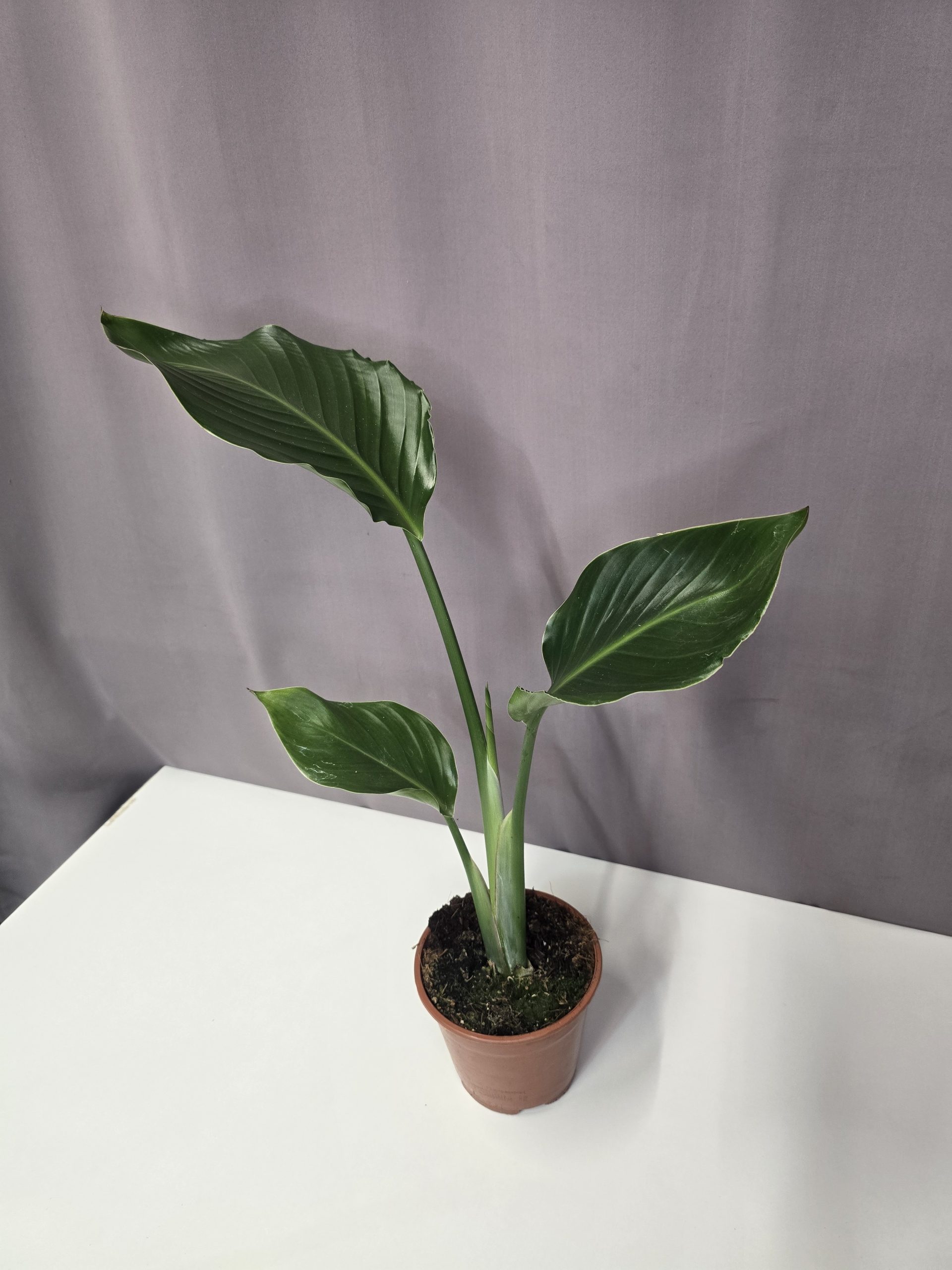 Strelitzia nicolai 14/50