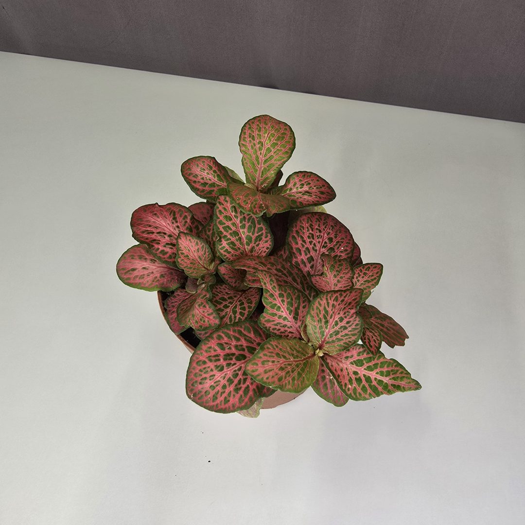 Fittonia-Hálóslevél Nr1.