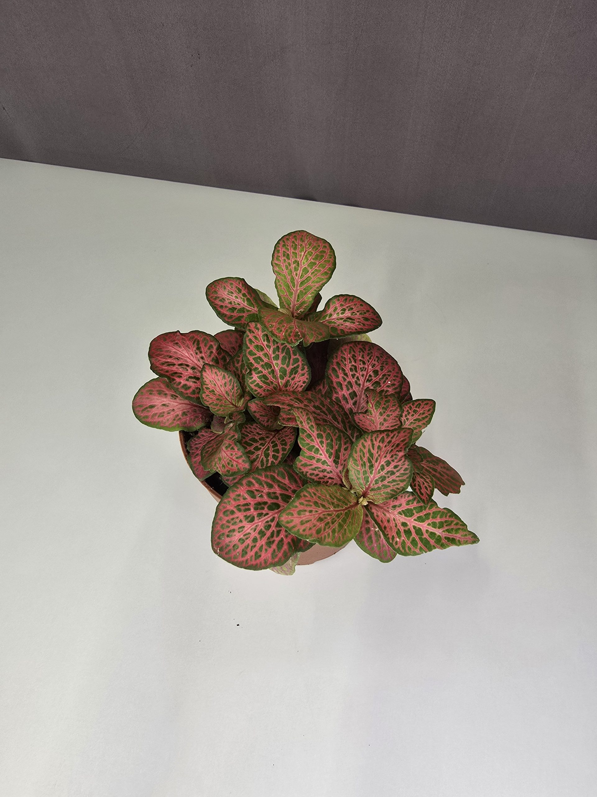Fittonia-Hálóslevél Nr1.