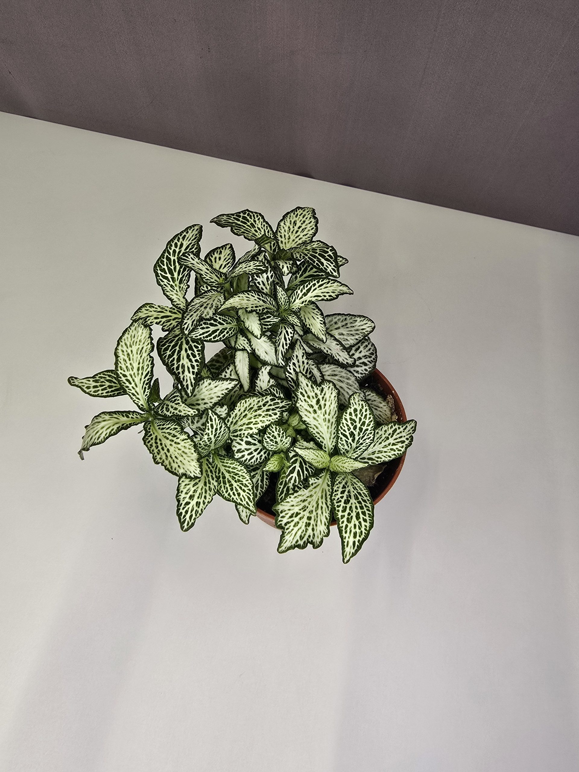 Fittonia-Hálóslevél Nr2.