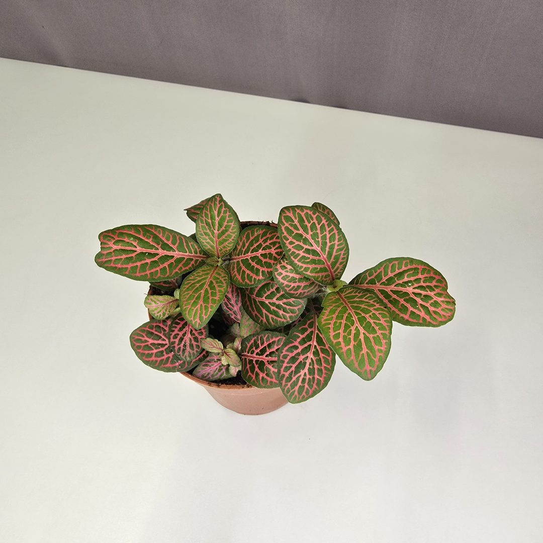 Fittonia-Hálóslevél Nr3.