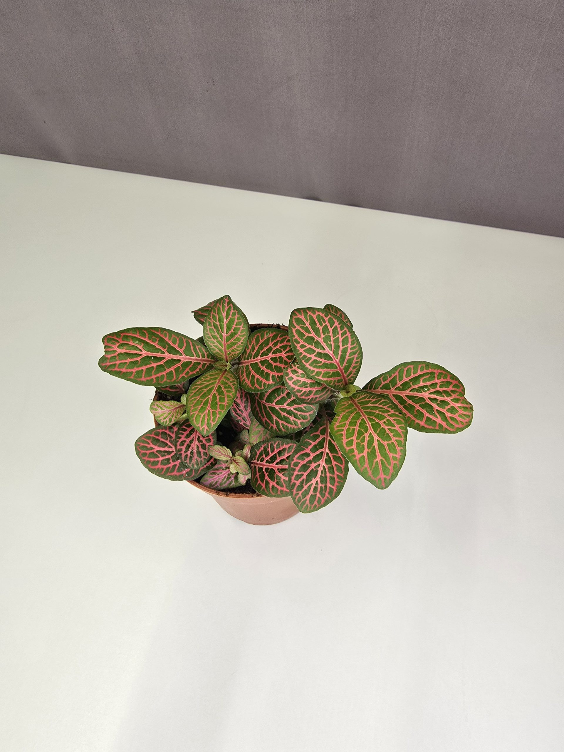 Fittonia-Hálóslevél Nr3.