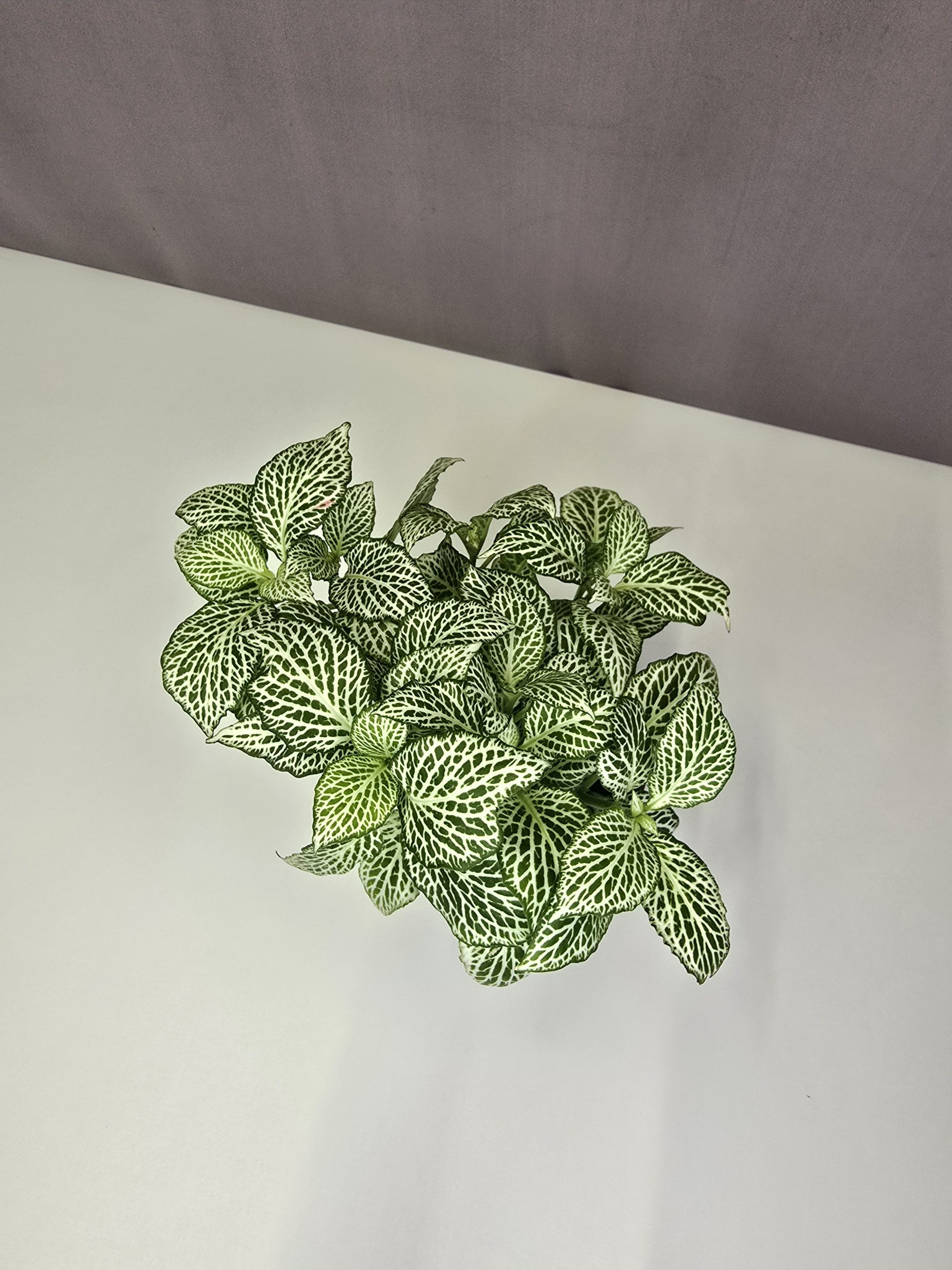 Fittonia-Hálóslevél Nr4.