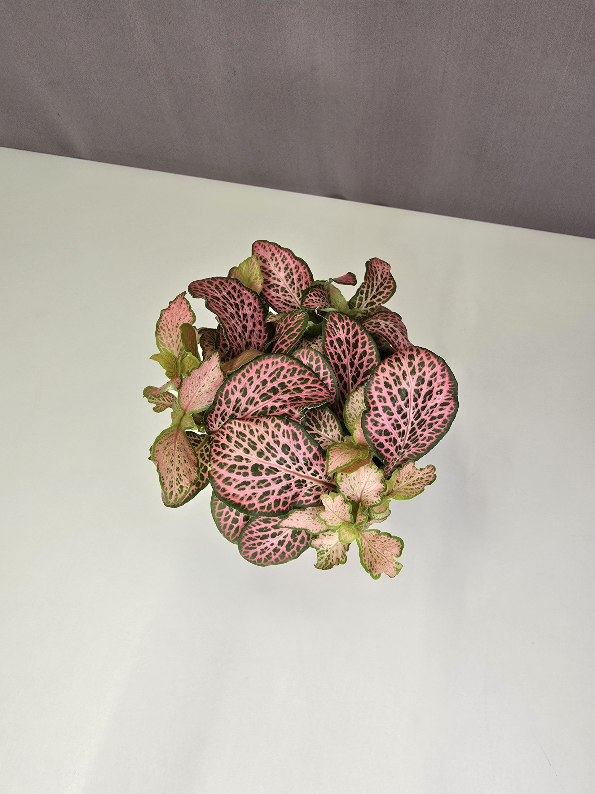 Fittonia-Hálóslevél Nr5.