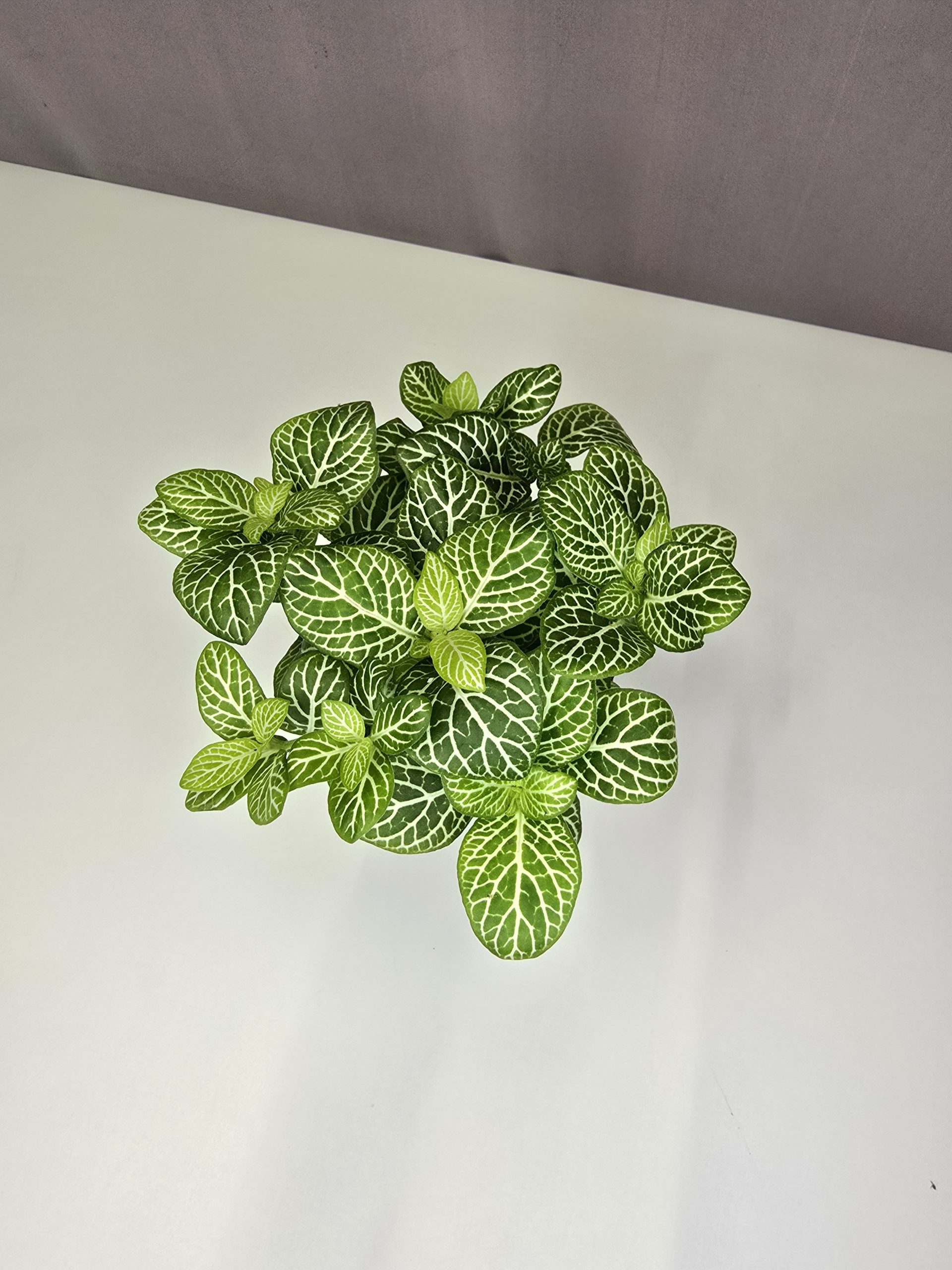 Fittonia-Hálóslevél Nr6.