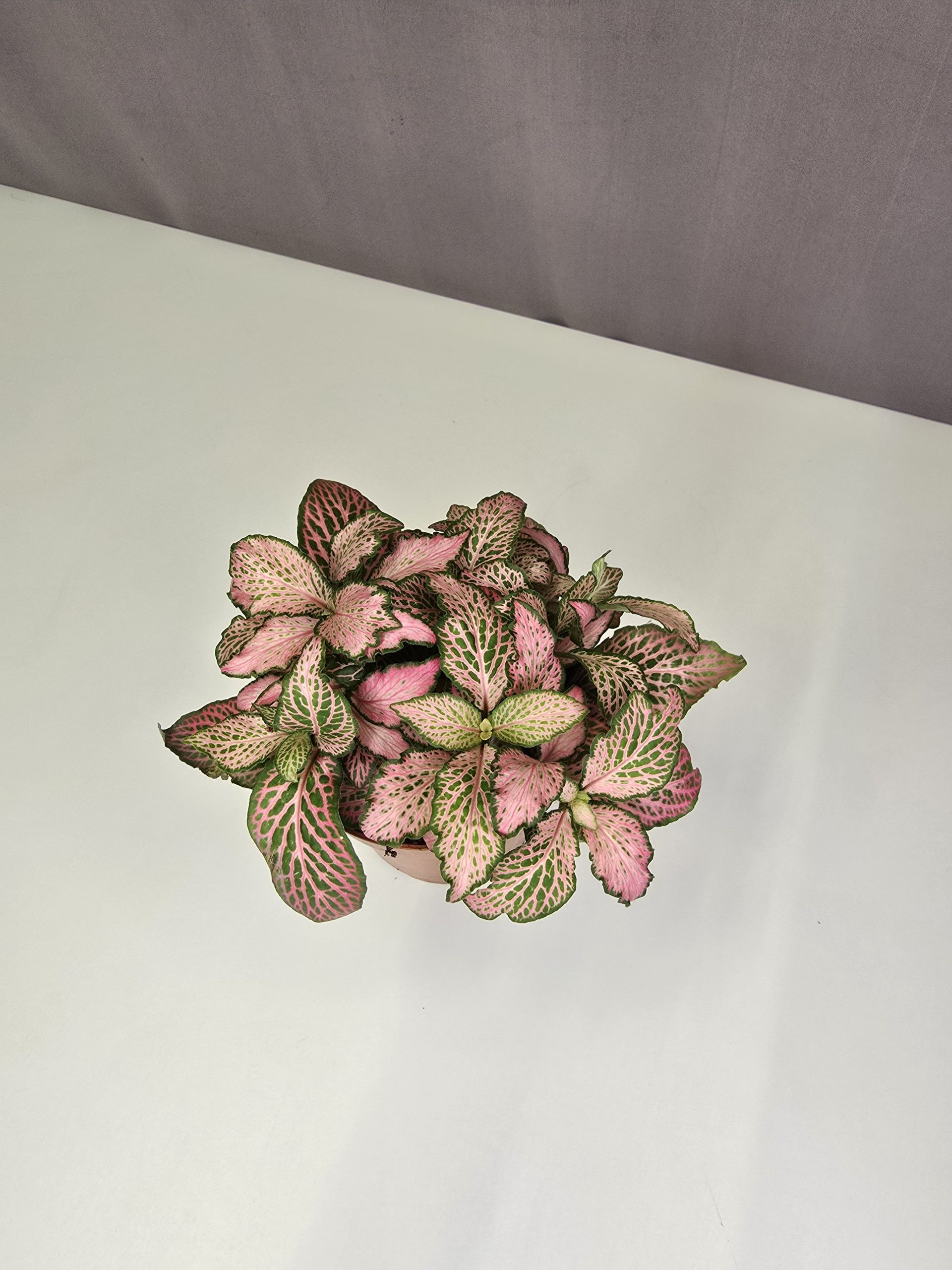 Fittonia-Hálóslevél Nr7.