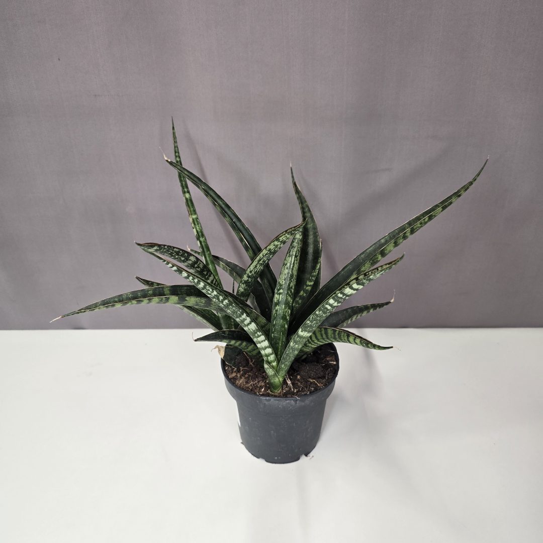 Sansevieria bacularis 'Fernwood Punk'  12/35