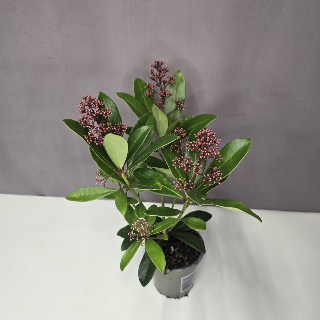 Japán dérbabér - Skimmia japonica  'Rubella' 9/20