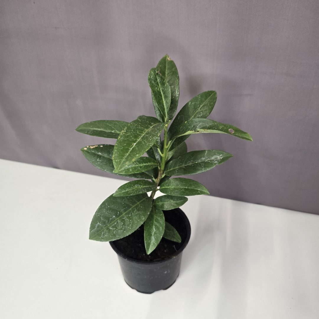 Prunus laurocerasus 'Novita' - Babérmeggy 12/30