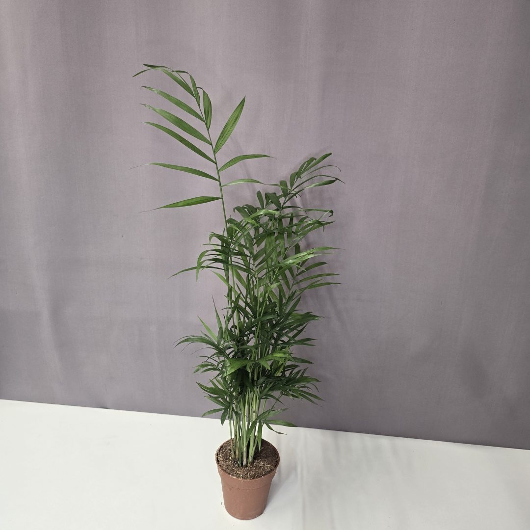 Gyompálma - Chamaedorea elegans 9/40