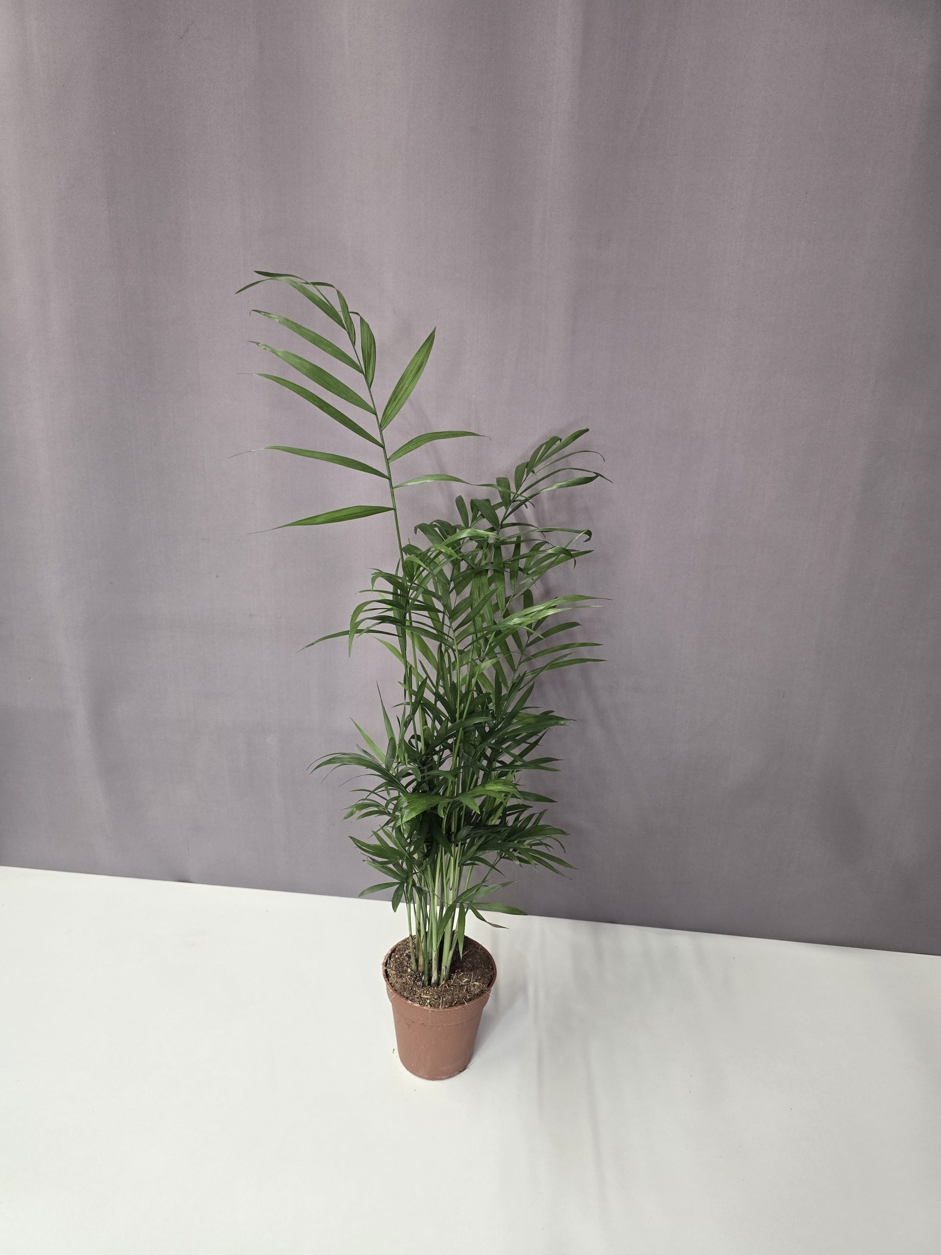 Gyompálma - Chamaedorea elegans 9/40