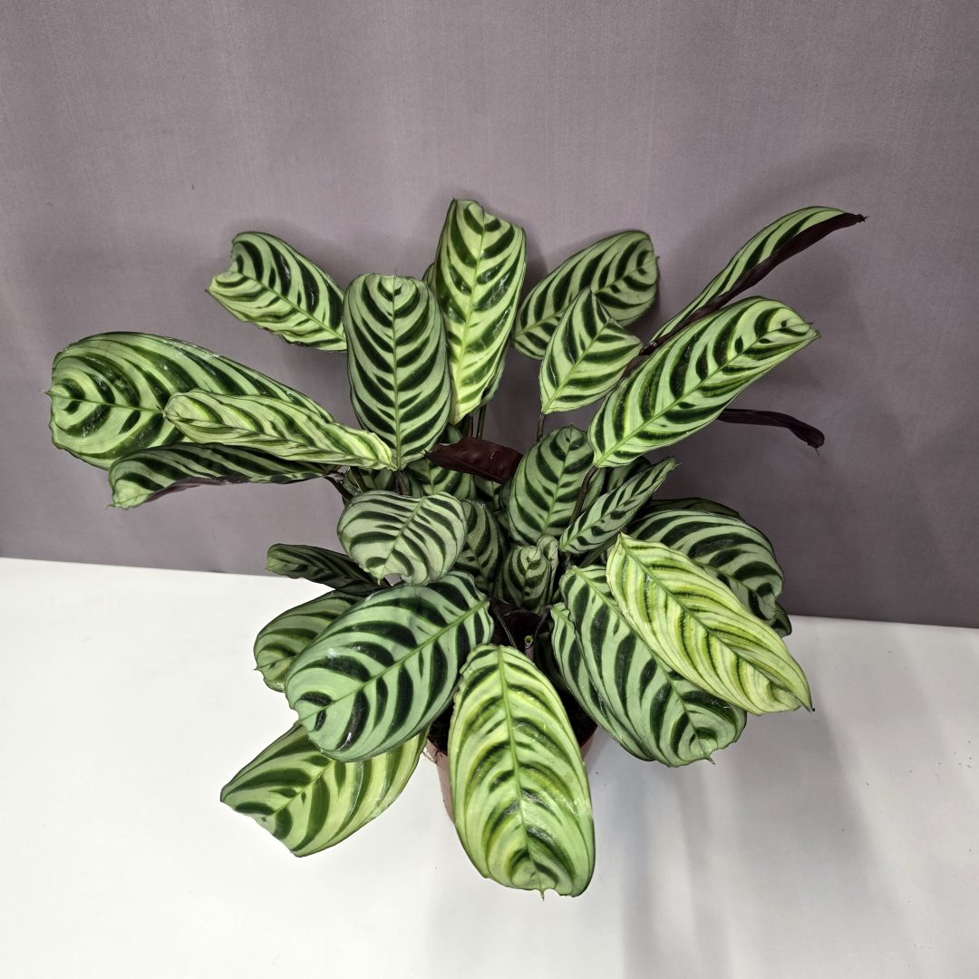 Ctenanthe burle-marxii 12/30