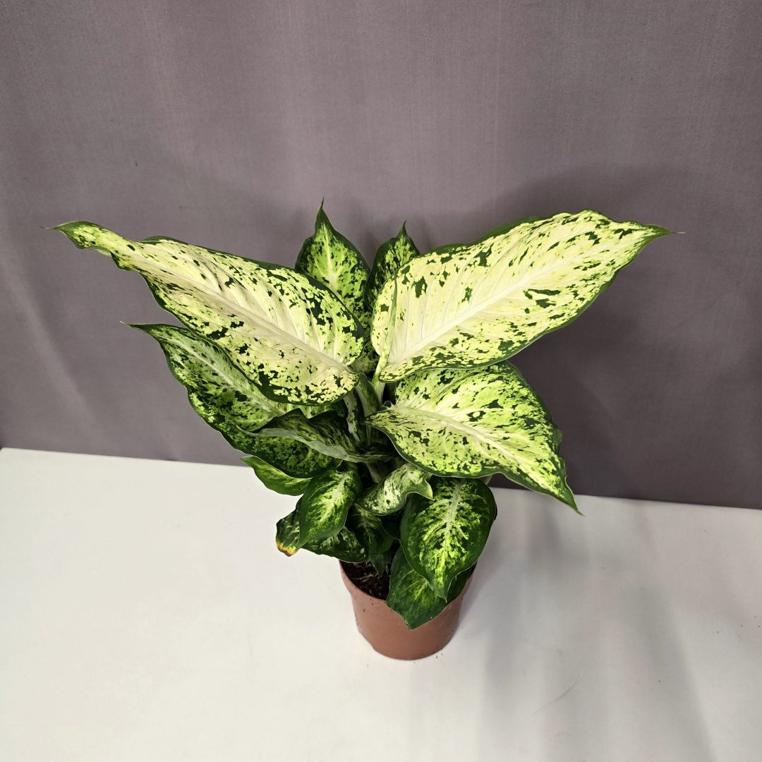 Dieffenbachia Amy 12/30
