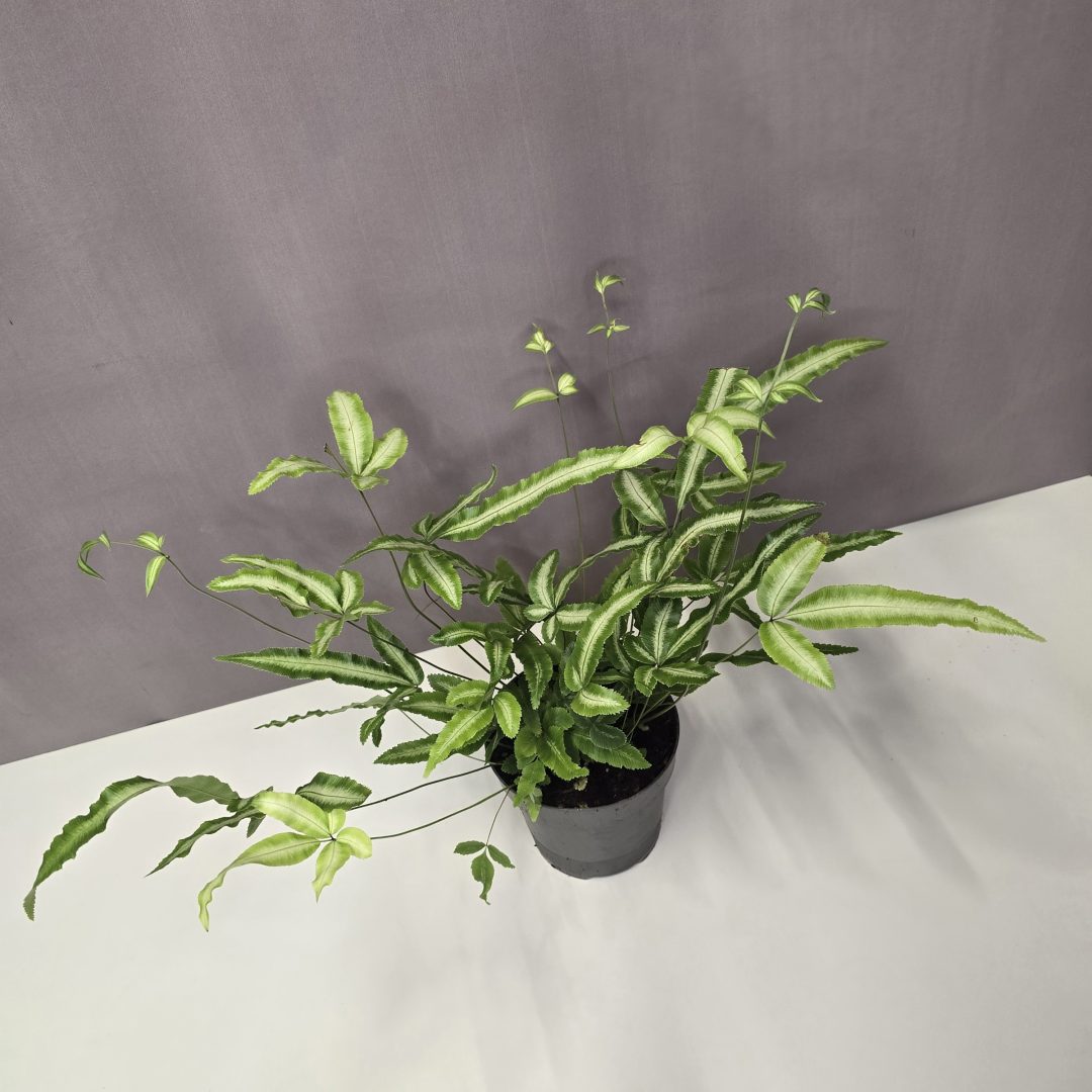 Pteris cretica 'Albolineata' - Szalagpáfrány 12/30