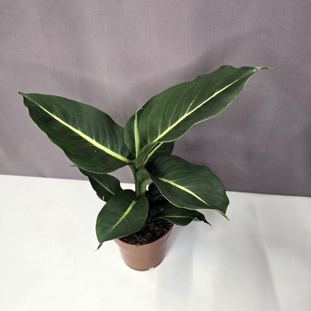 Dieffenbachia 'Green Magic' 12/30