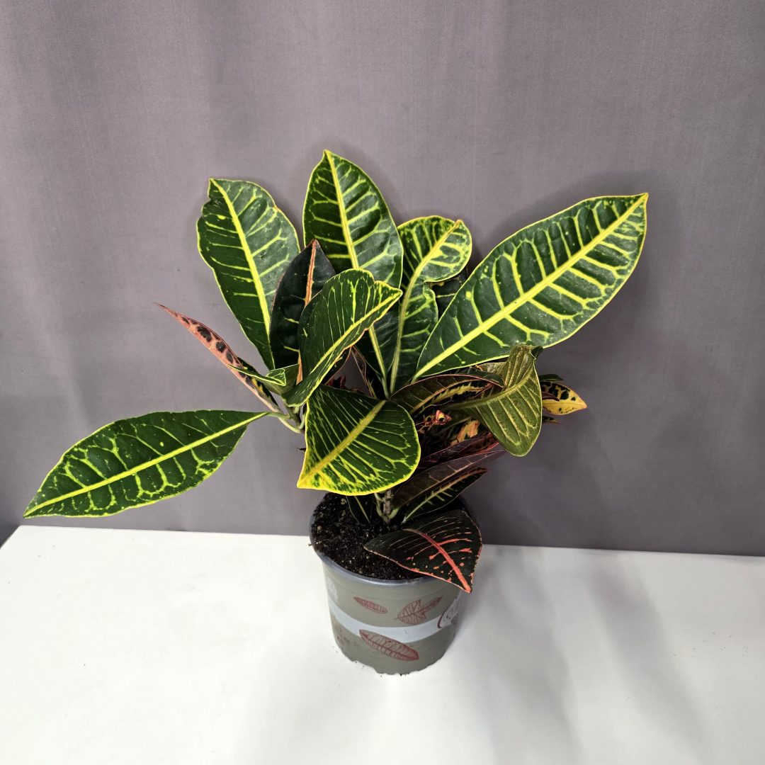 Croton Petra - Kroton 15/40