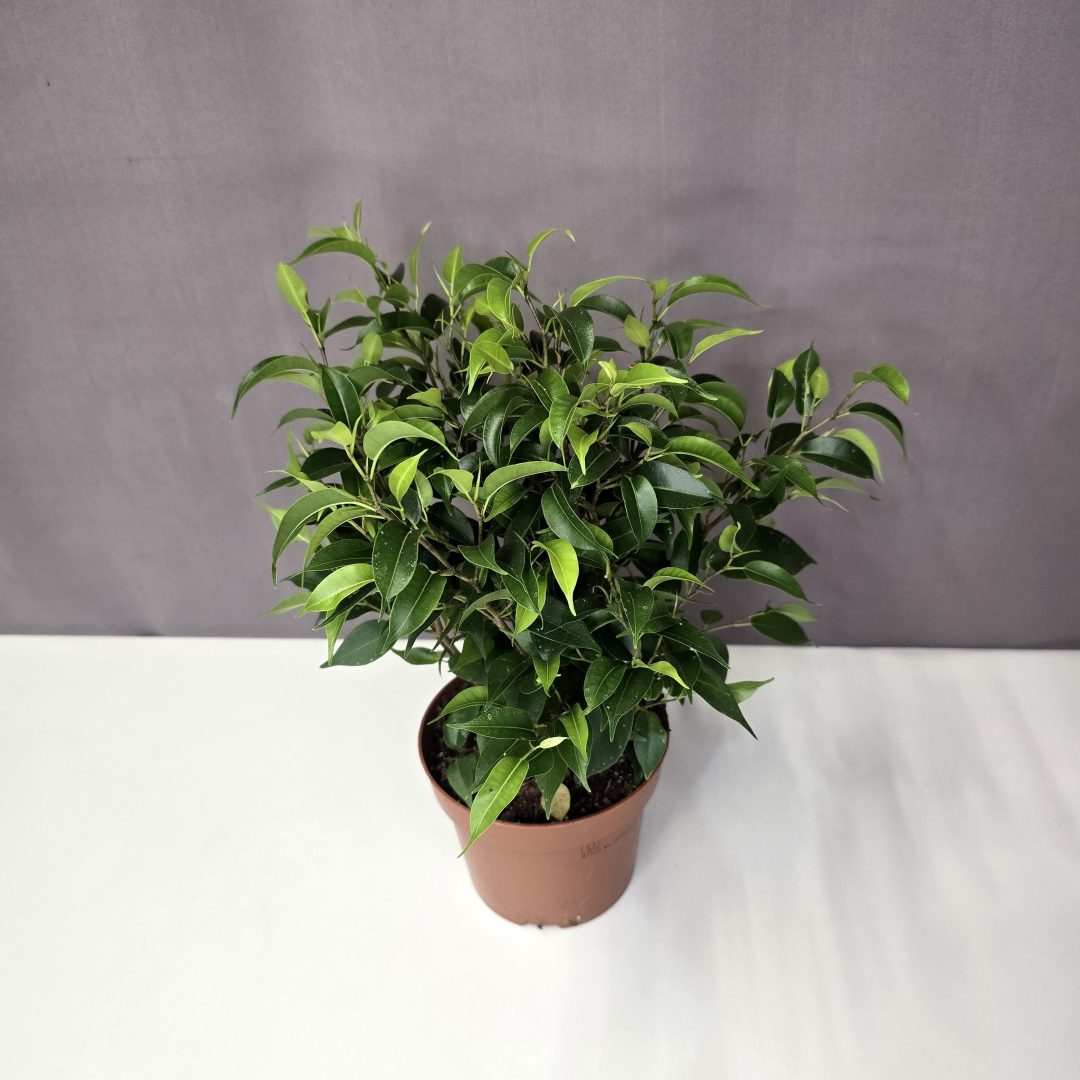 Ficus 'Green Kinky' 12/25