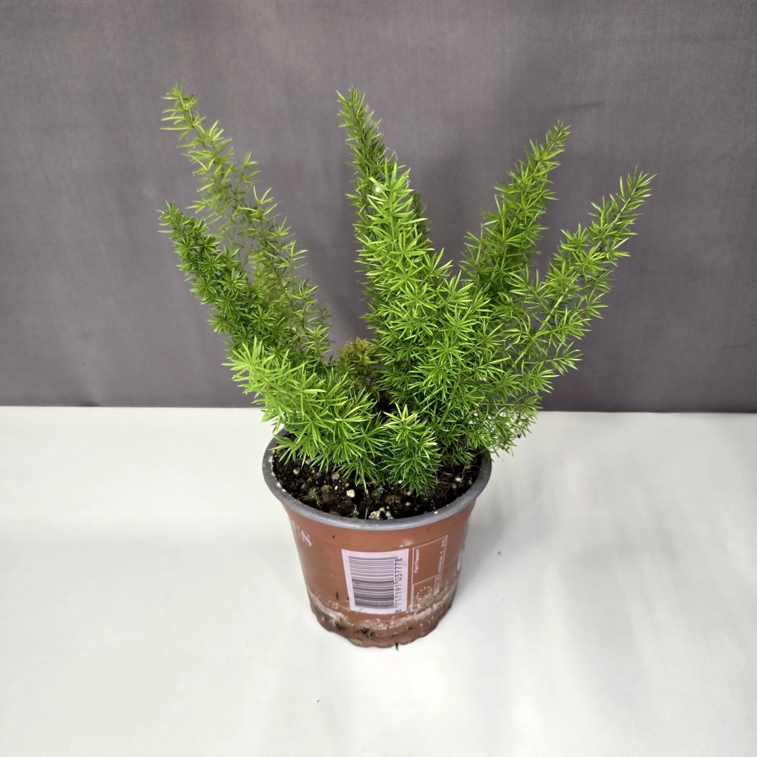 Asparagus densiflorus 'Myersii' - Rókafarok aszparágusz 12/25