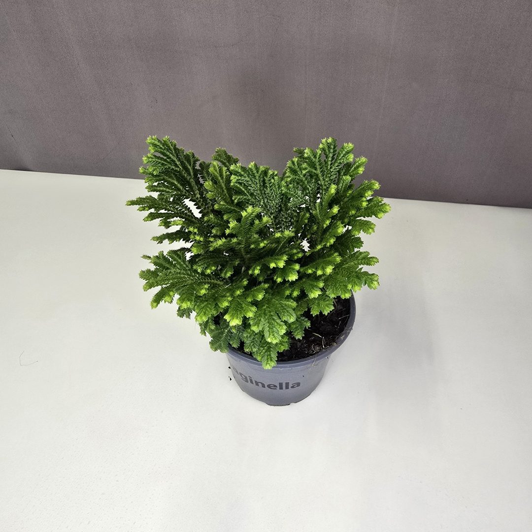 Selaginella kraussiana - Csipkeharaszt 9/15
