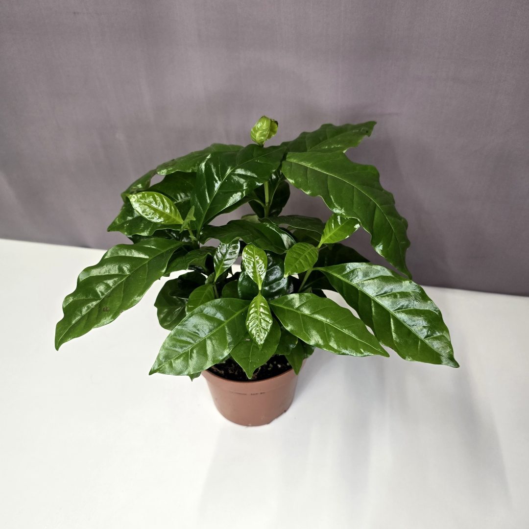 Coffea arabica - Kávécserje 12/25