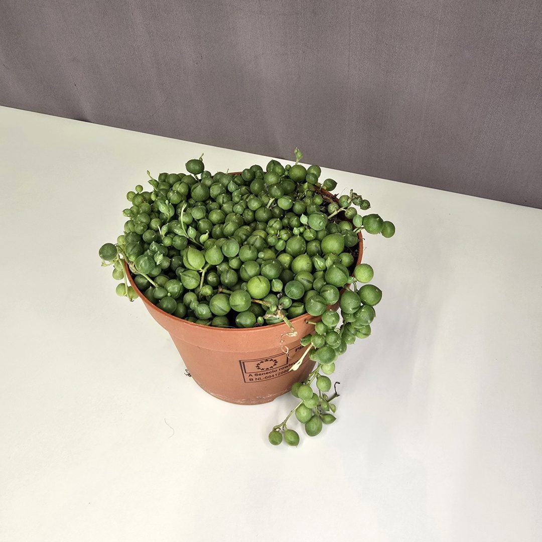 Senecio Rowleyanus 12/15