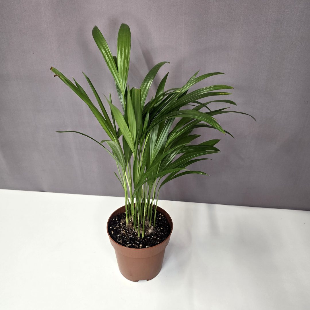 Areca lutescens - Aranypálma 12/30