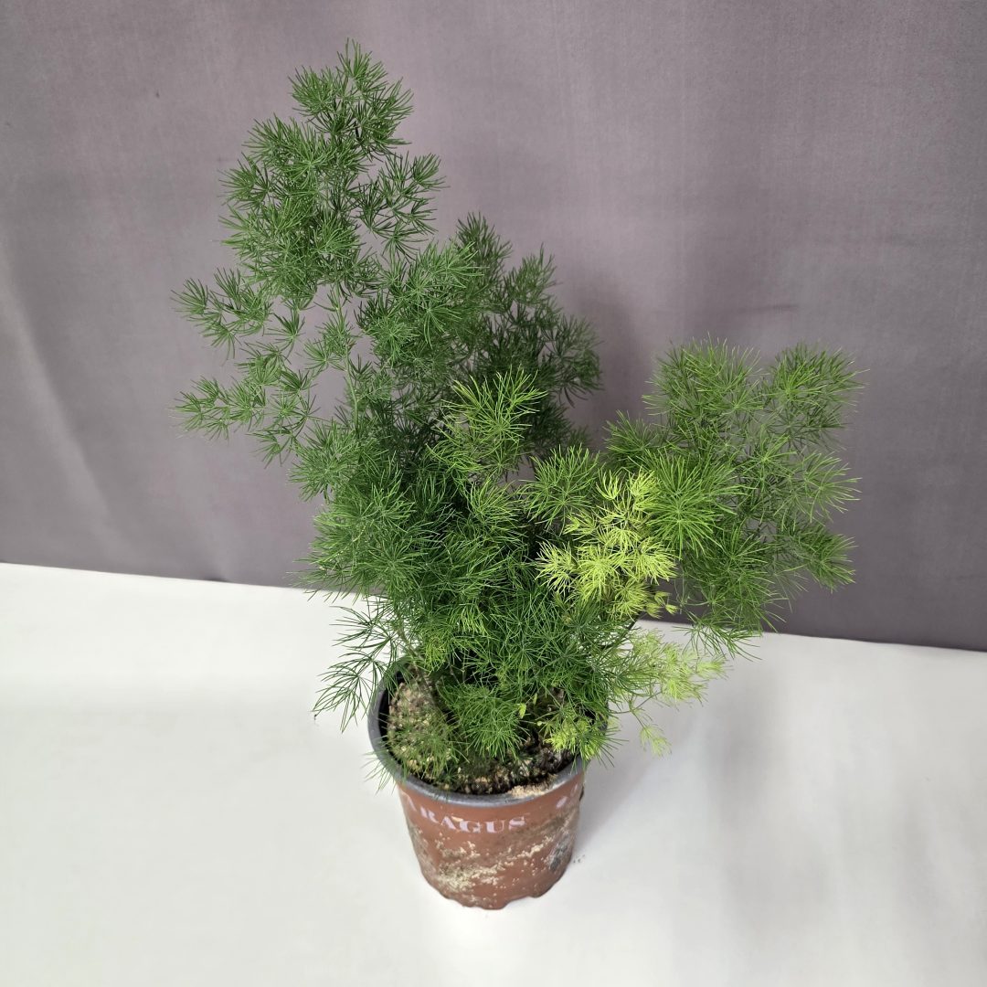 Asparagus densiflorus Myriocladus - Ernyőaszparágusz 12/30