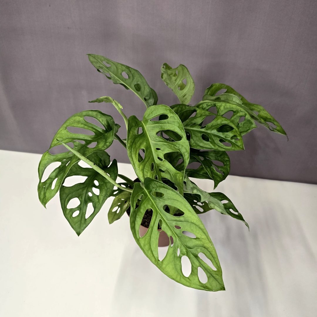 Monstera adansonii 12/30