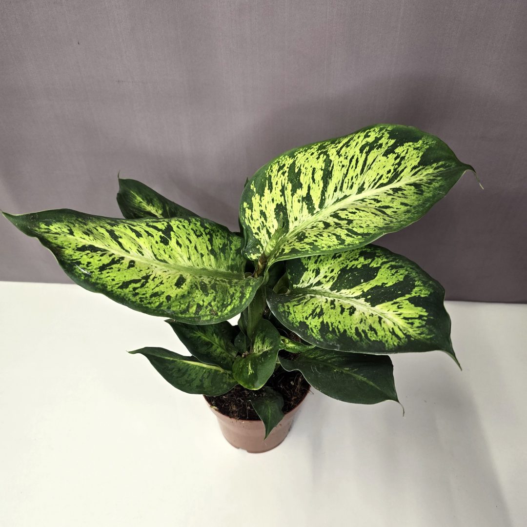 Dieffenbachia 'Sublime' 12/30
