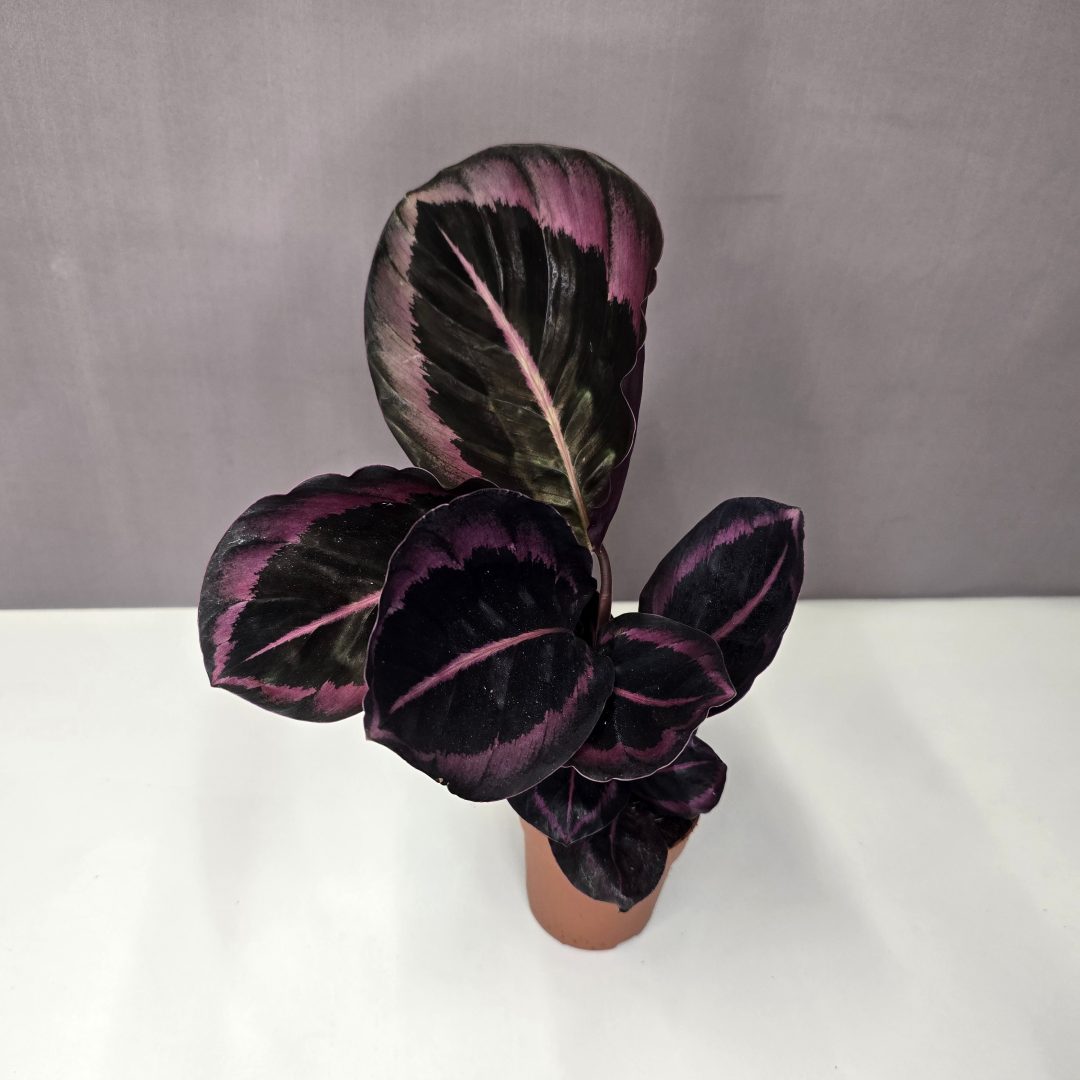 Calathea roseopicta 'Dottie' mini 7/10