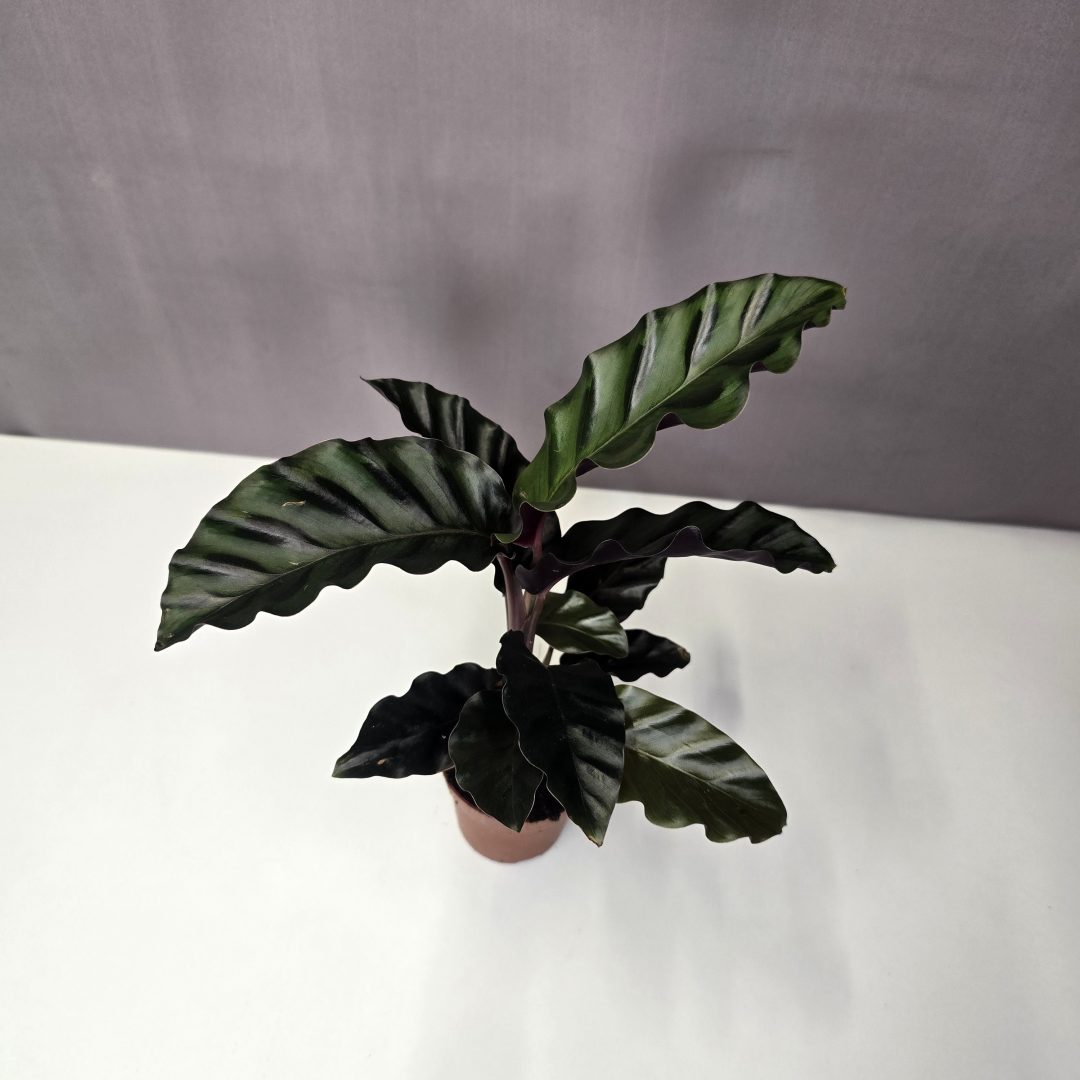 Calathea 'Velvet Glory' mini 7/10