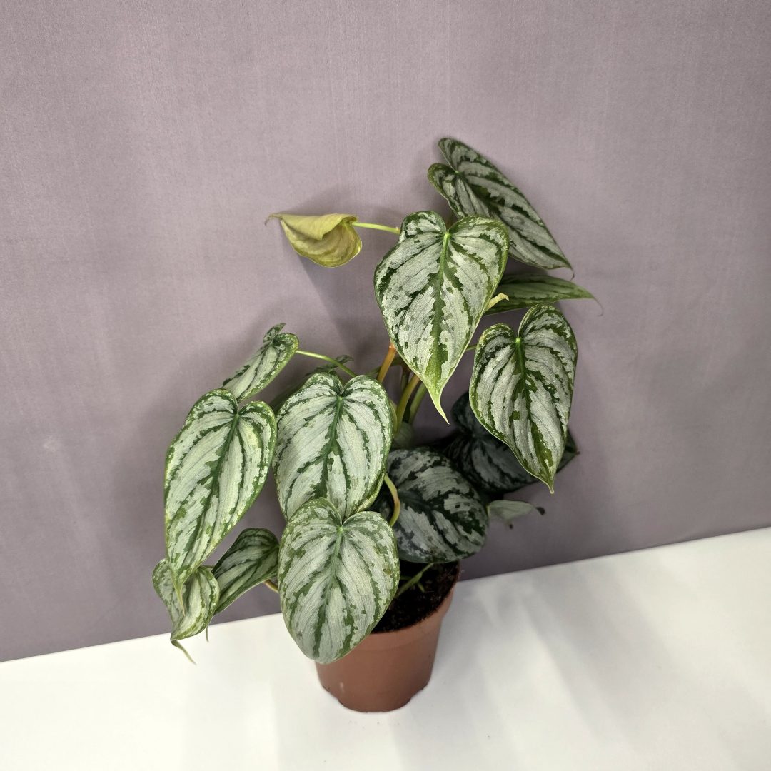 Philodendron brandtianum 12/30