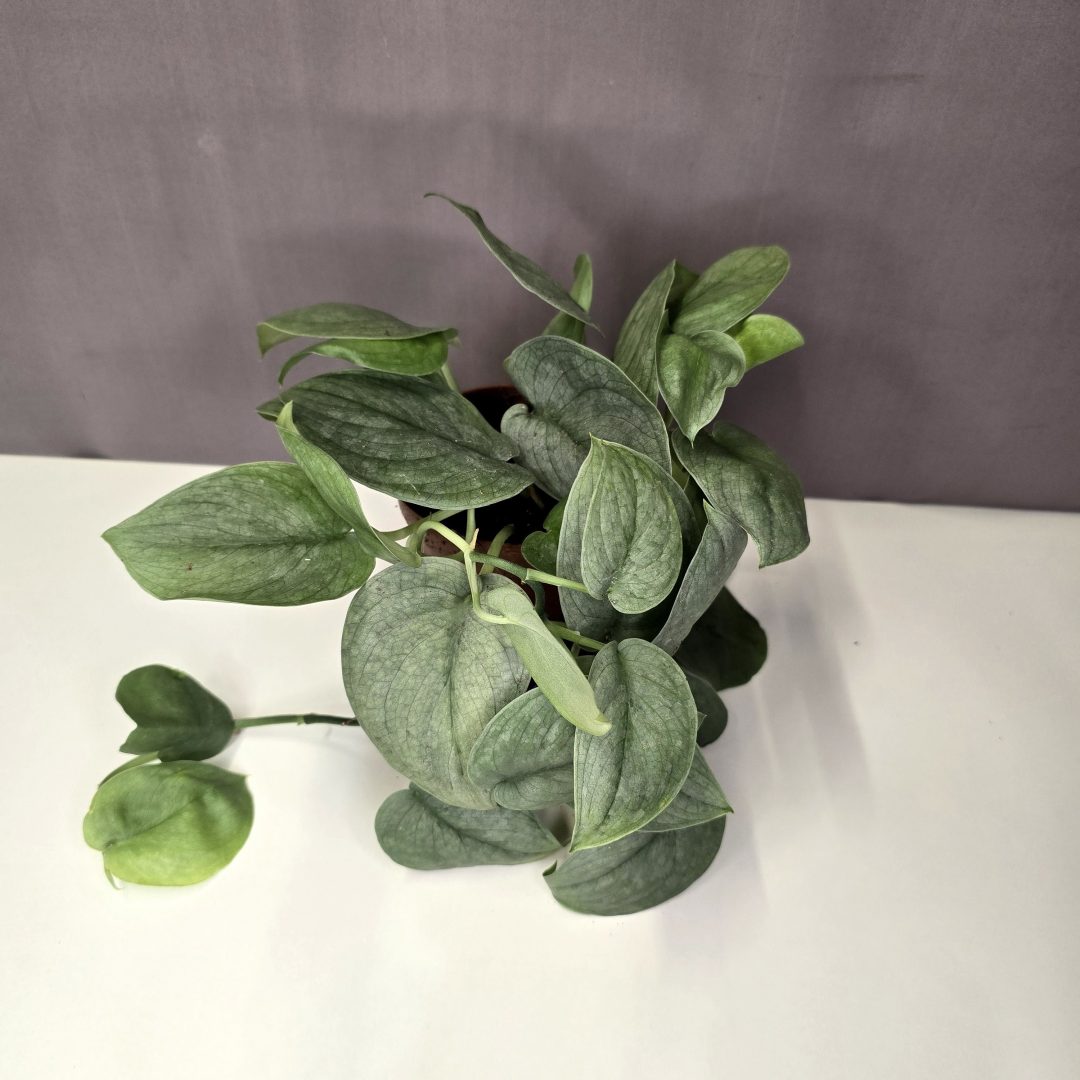 Scindapsus 'Silver Hero' 12/30