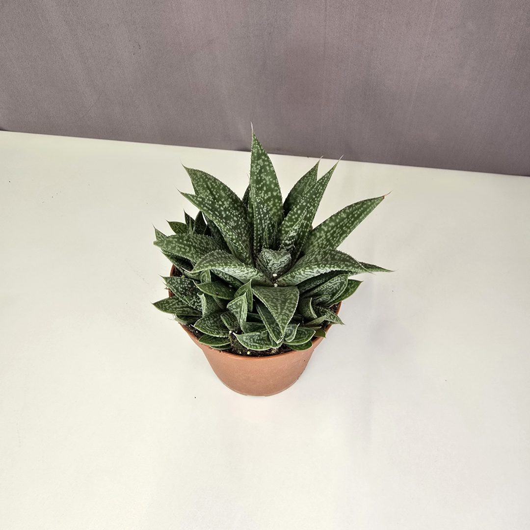 Gasteria 'Blue Moon' 10/10
