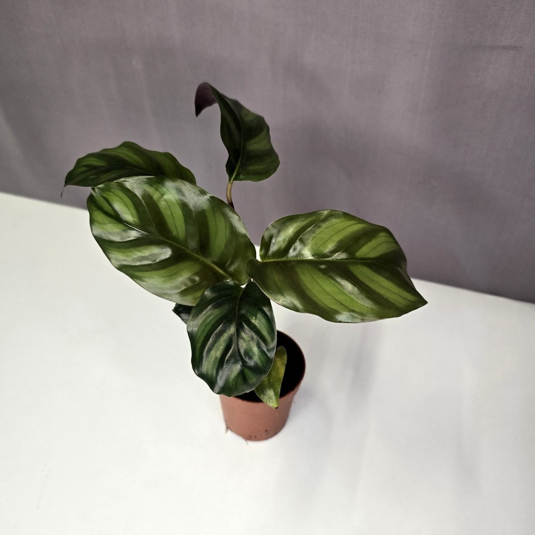 Calathea fasciata mini 7/10