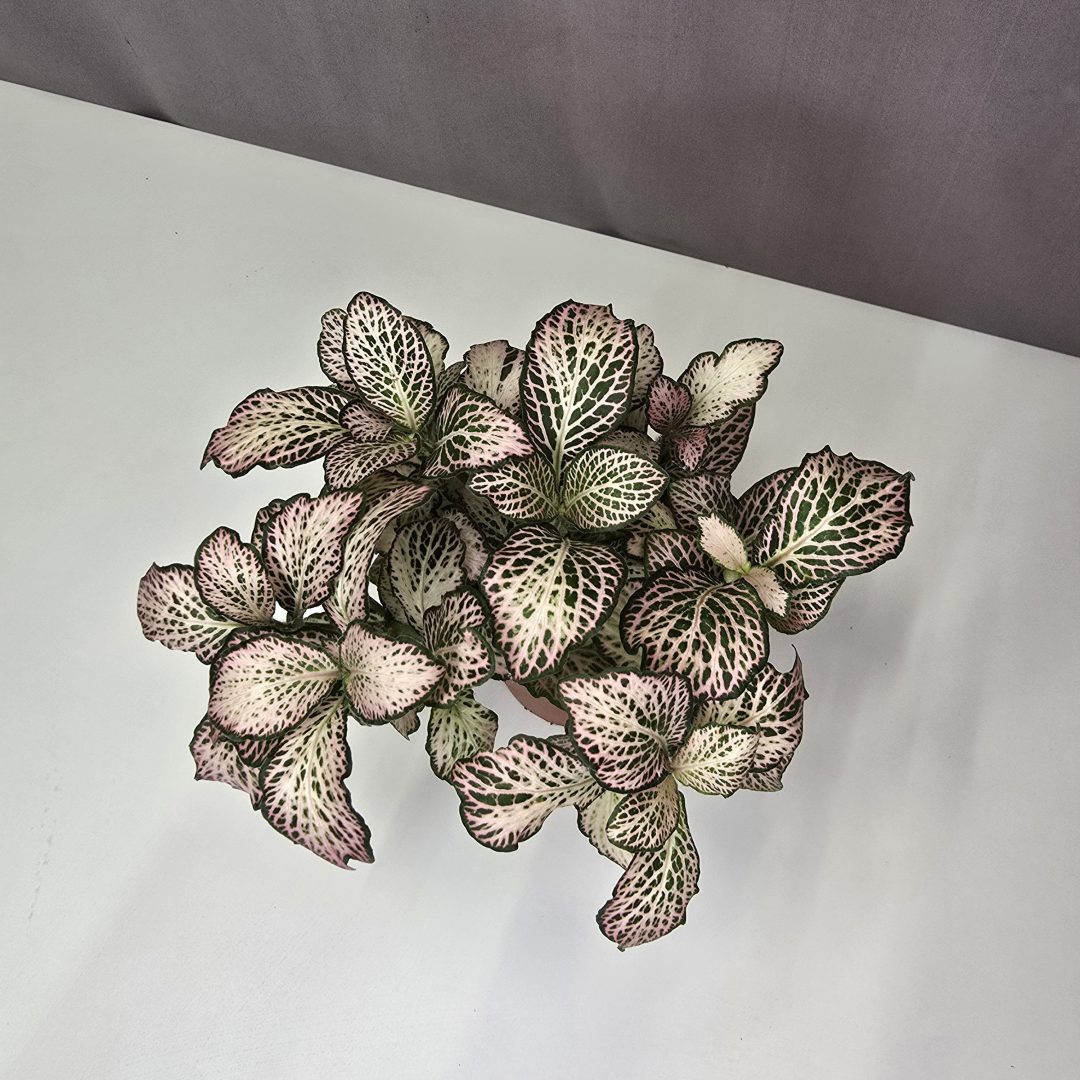 Fittonia Nr.1