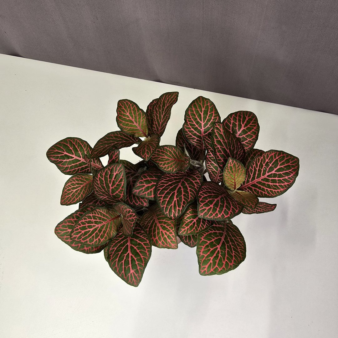 Fittonia Nr2.