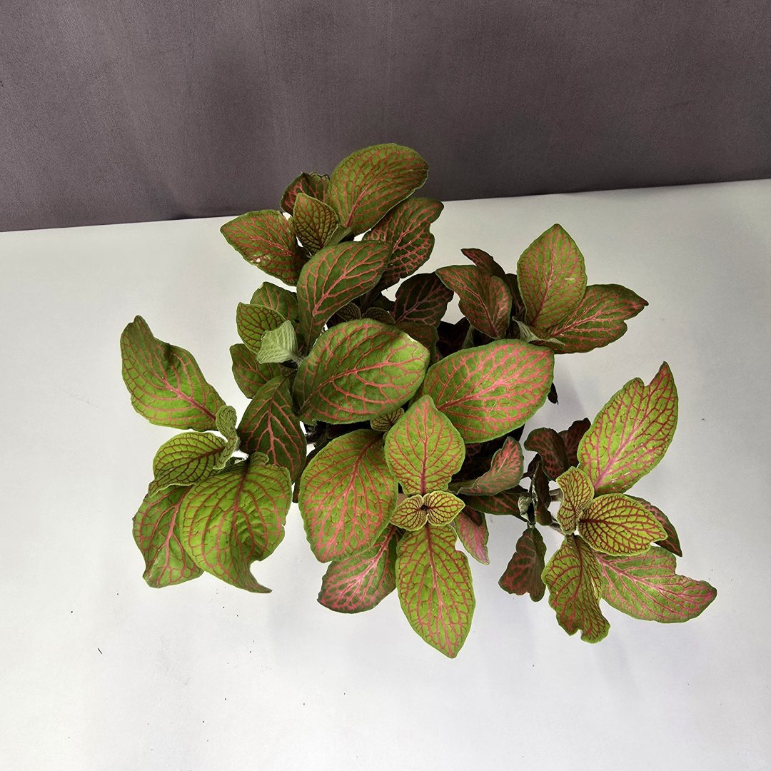 Fittonia Nr3.