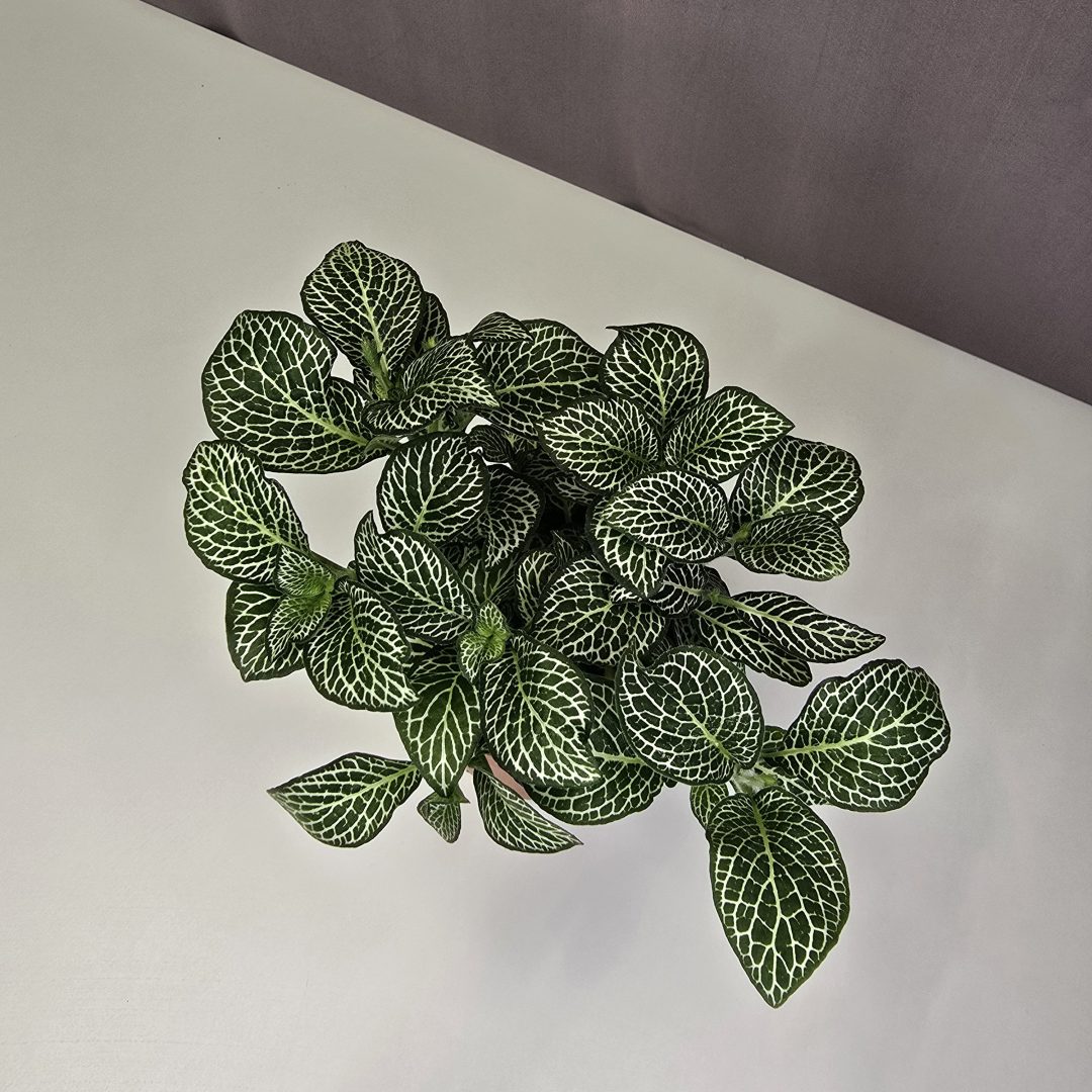 Fittonia Nr4.
